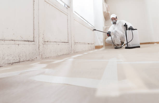 Black mold remediation team in Arcadia