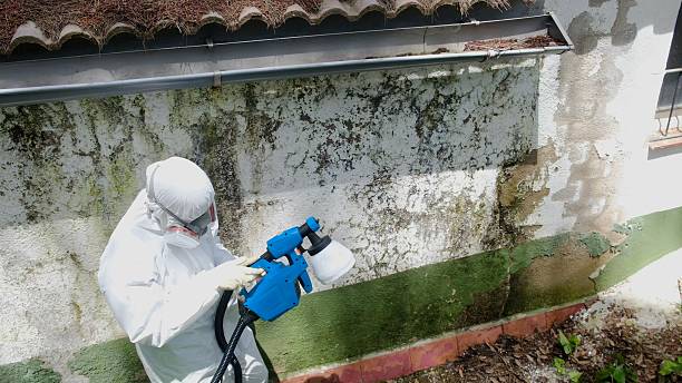 Mold Removal service in Arcadia